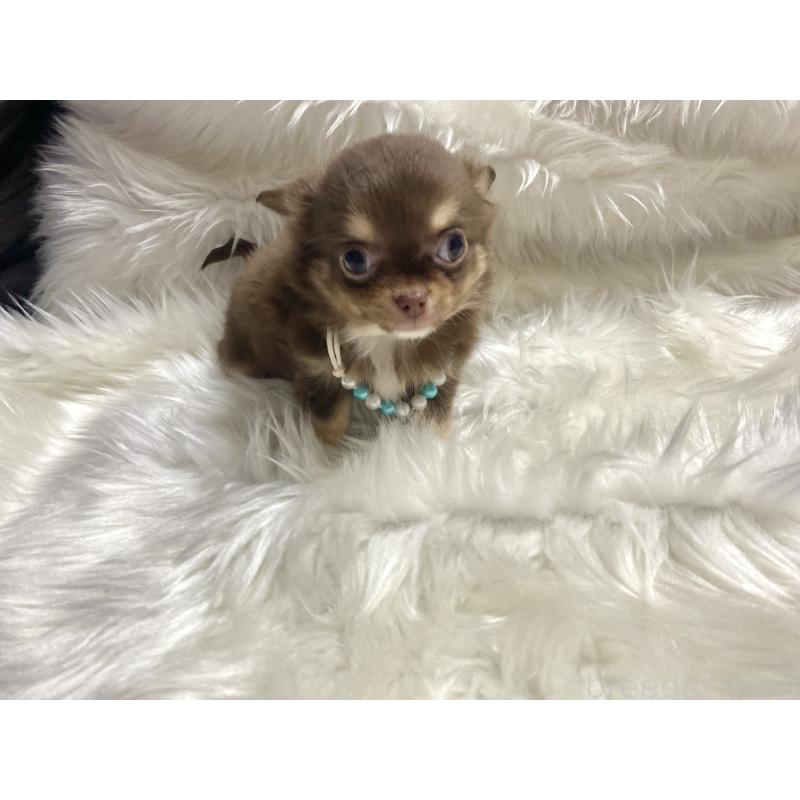 成約済の佐賀県のチワワ(ロングコート)-434404の4枚目