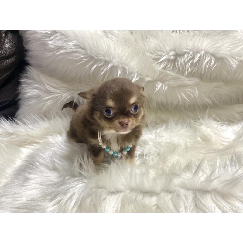 成約済の佐賀県のチワワ(ロングコート)-434404の3枚目