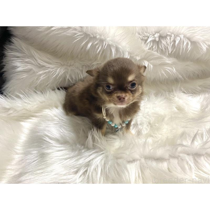 成約済の佐賀県のチワワ(ロングコート)-434404の2枚目