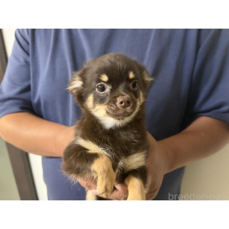 販売中の佐賀県のチワワ(ロングコート)-436744の5枚目