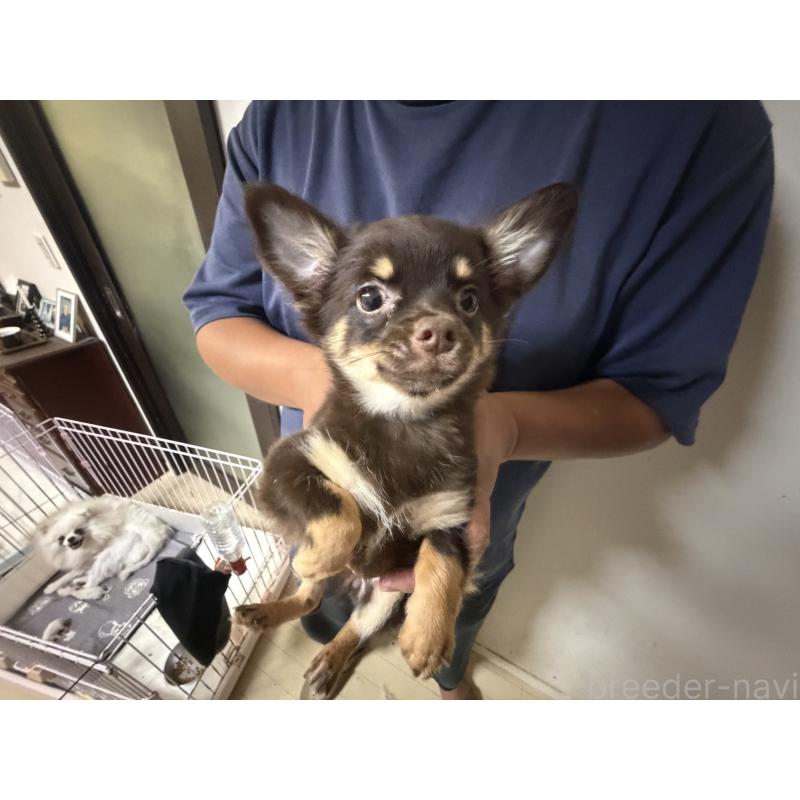 販売中の佐賀県のチワワ(ロングコート)-436744の4枚目