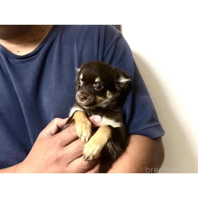 販売中の佐賀県のチワワ(ロングコート)-436744の3枚目