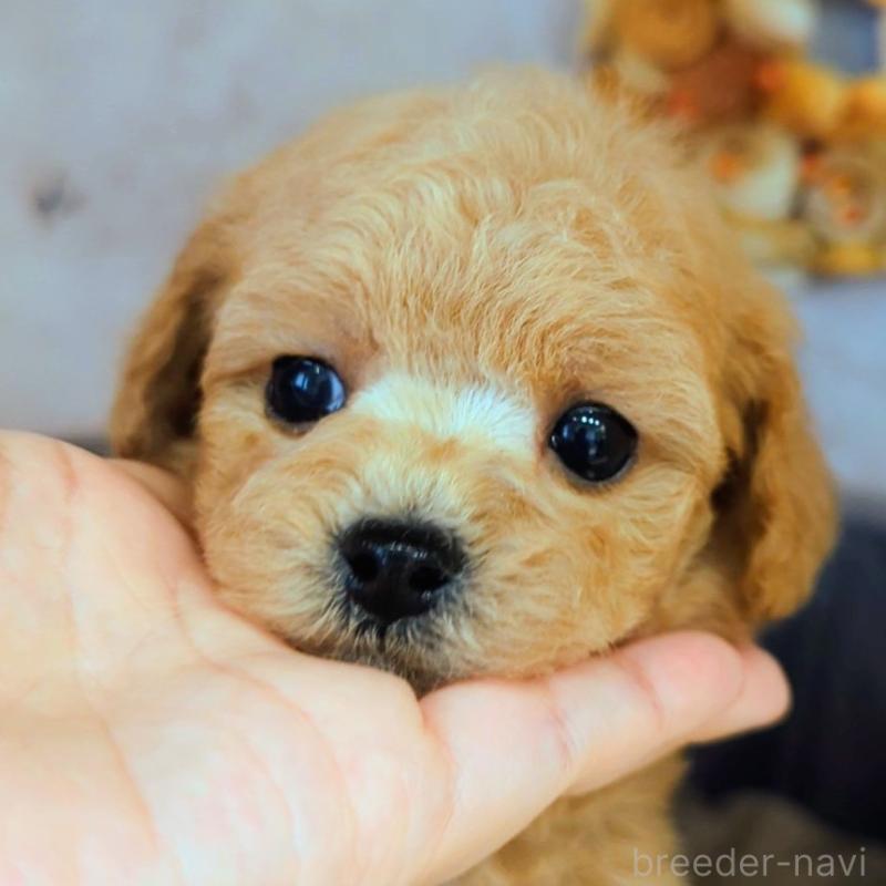 販売中の高知県のタイニープードル-436745の1枚目