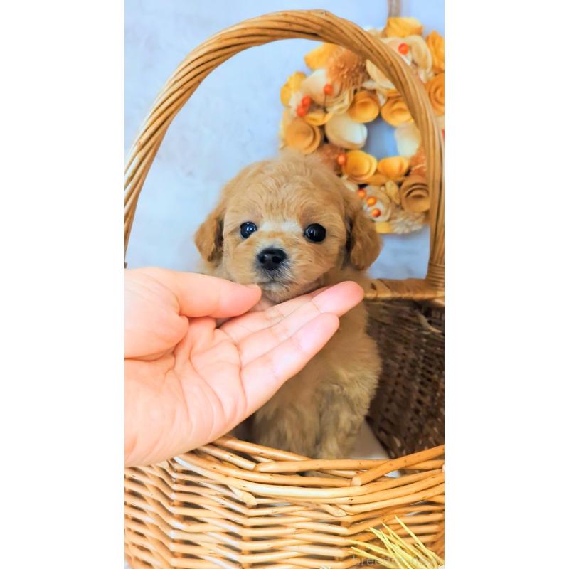 販売中の高知県のタイニープードル-436745の4枚目