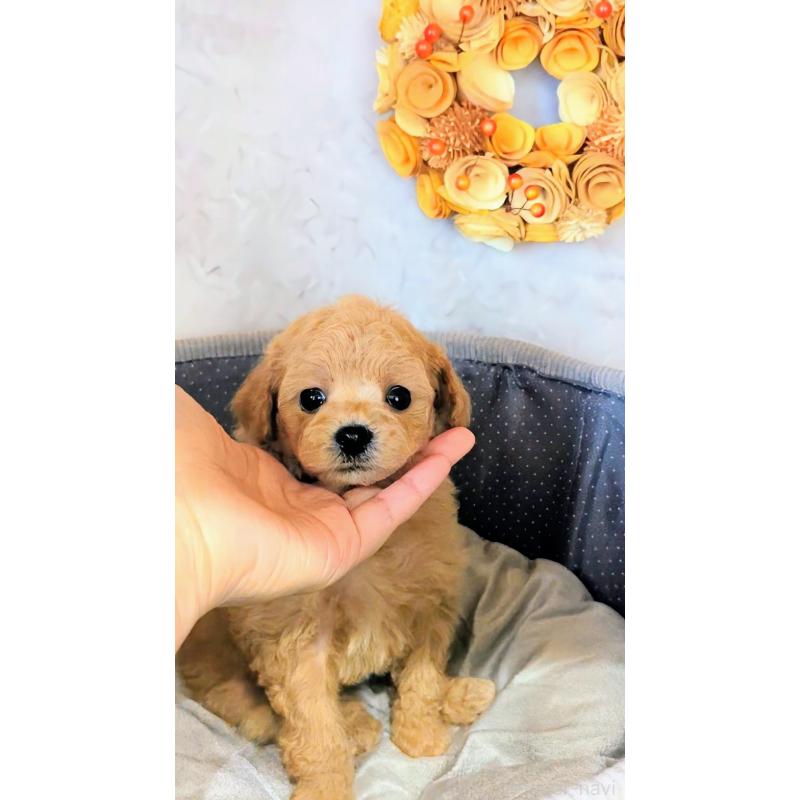 販売中の高知県のタイニープードル-436745の3枚目