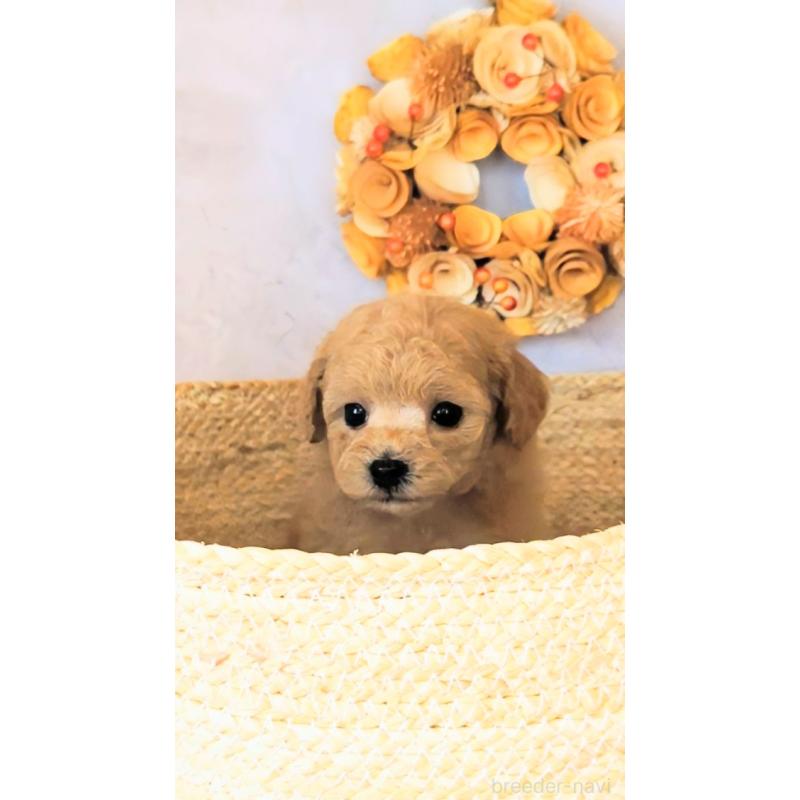 販売中の高知県のタイニープードル-436745の2枚目