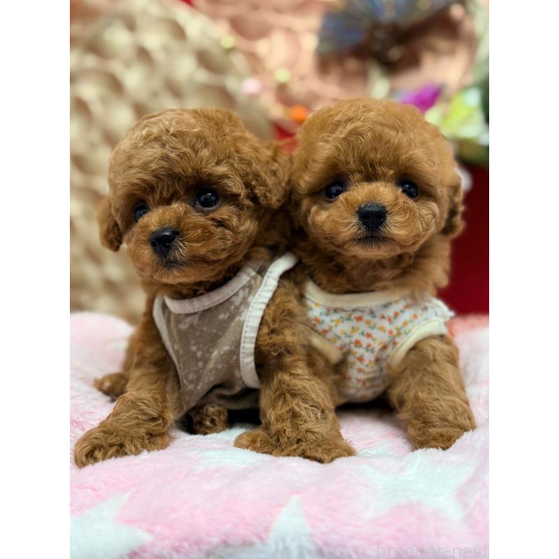 成約済の山形県のトイプードル-434134の6枚目