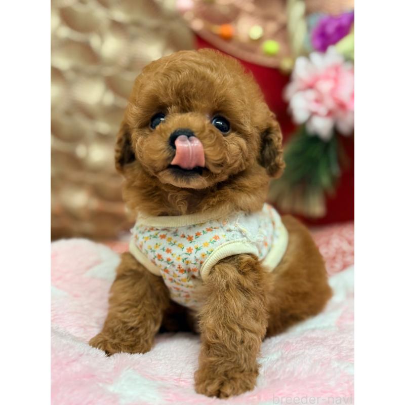 成約済の山形県のトイプードル-434134の5枚目