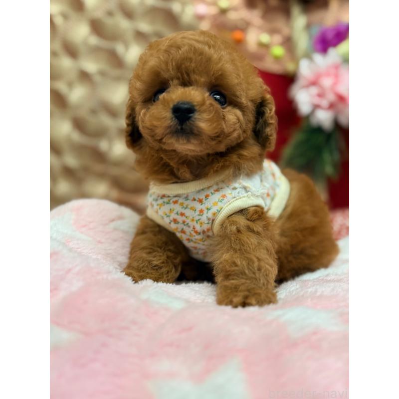 成約済の山形県のトイプードル-434134の4枚目