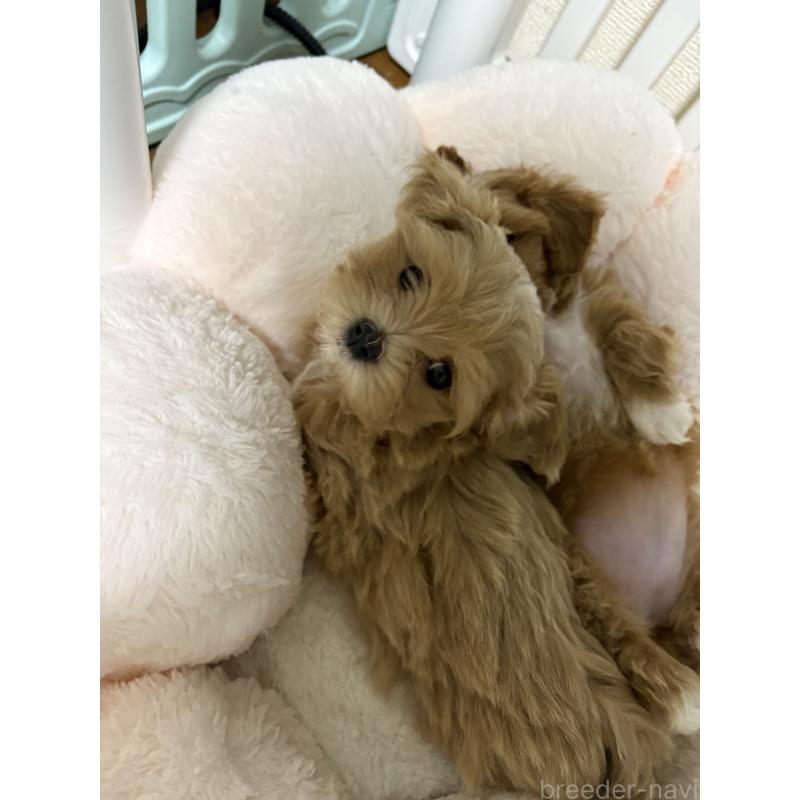 販売中の熊本県のミックス犬-425308の9枚目