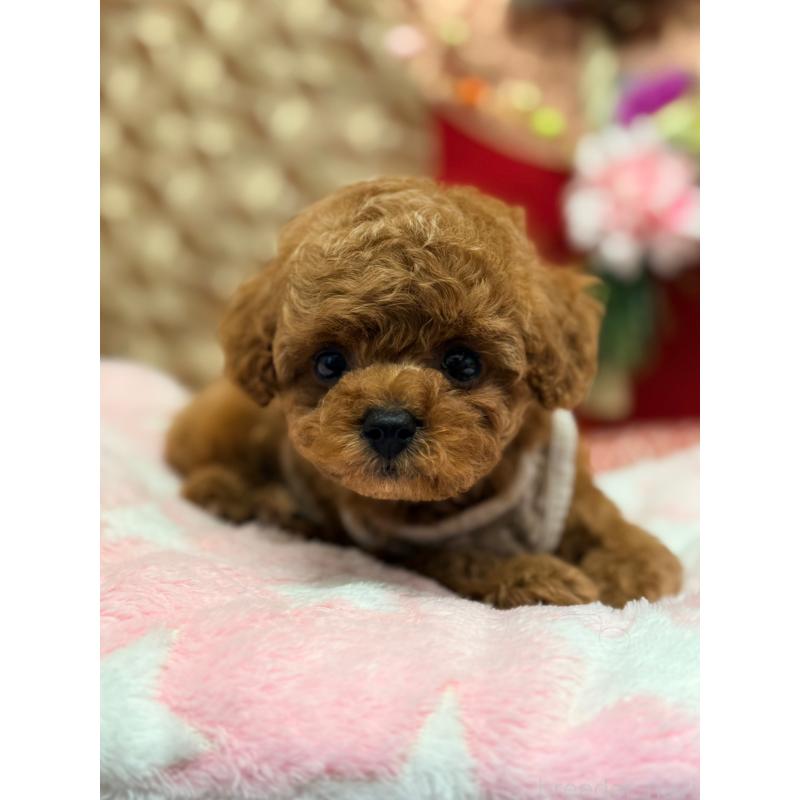 販売中の山形県のトイプードル-434132の8枚目