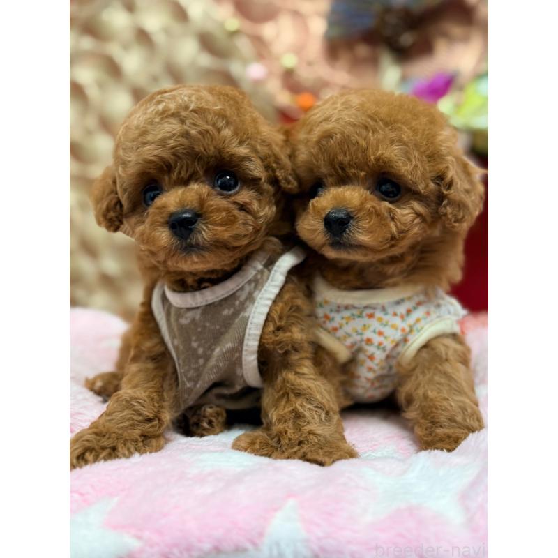 販売中の山形県のトイプードル-434132の6枚目