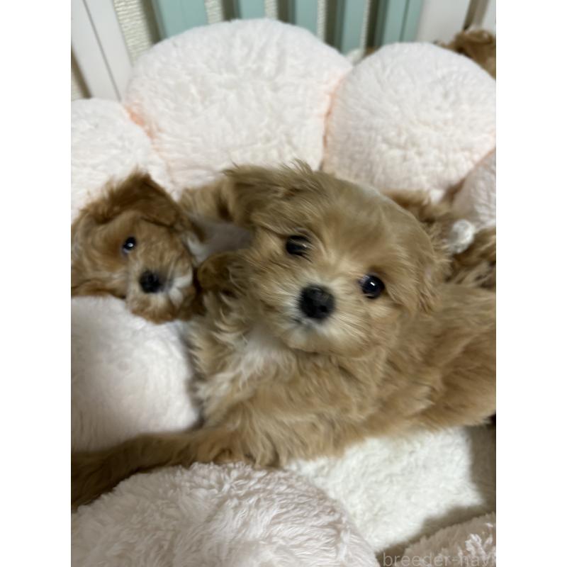 販売中の熊本県のミックス犬-425308の8枚目