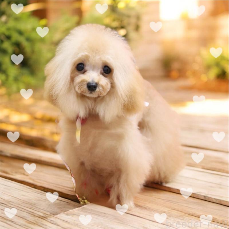 販売中の東京都のティーカッププードル-436639