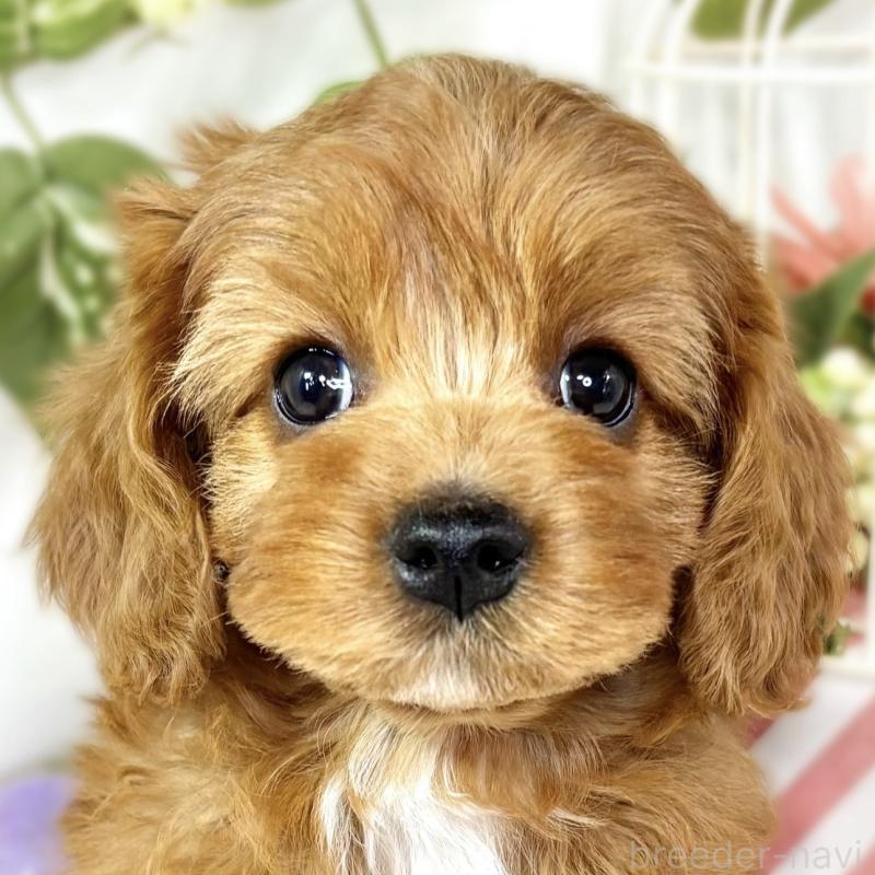 成約済ののキャバプー:キャバリア×トイプードル-435393