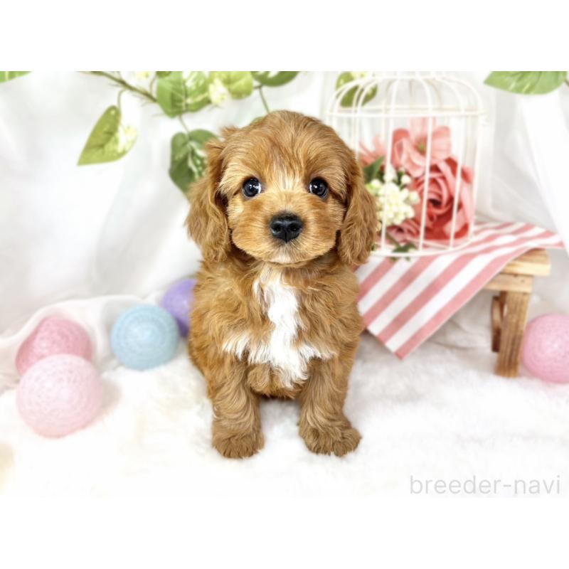 成約済の滋賀県のキャバプー:キャバリア×トイプードル-435393の4枚目