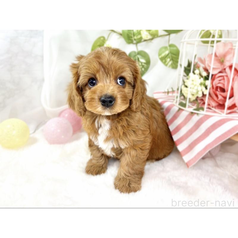 成約済の滋賀県のキャバプー:キャバリア×トイプードル-435393の3枚目