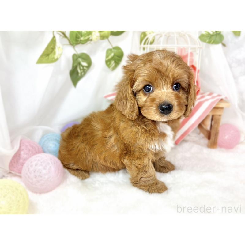 成約済の滋賀県のキャバプー:キャバリア×トイプードル-435393の2枚目