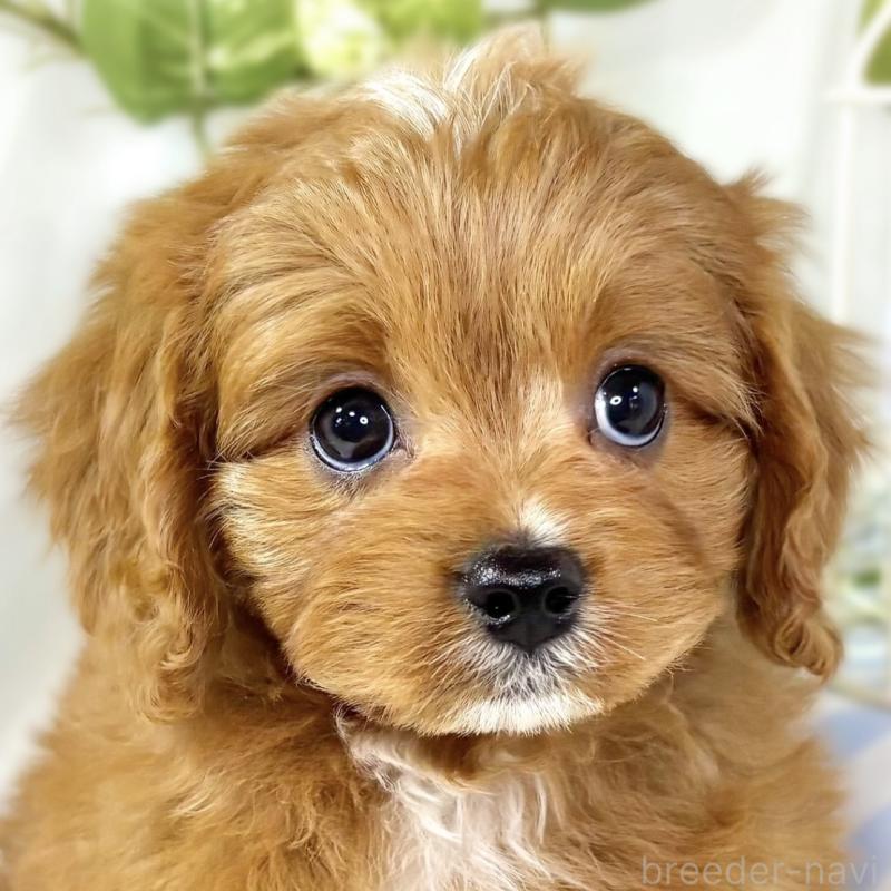 販売中の滋賀県のキャバプー:キャバリア×トイプードル-435395