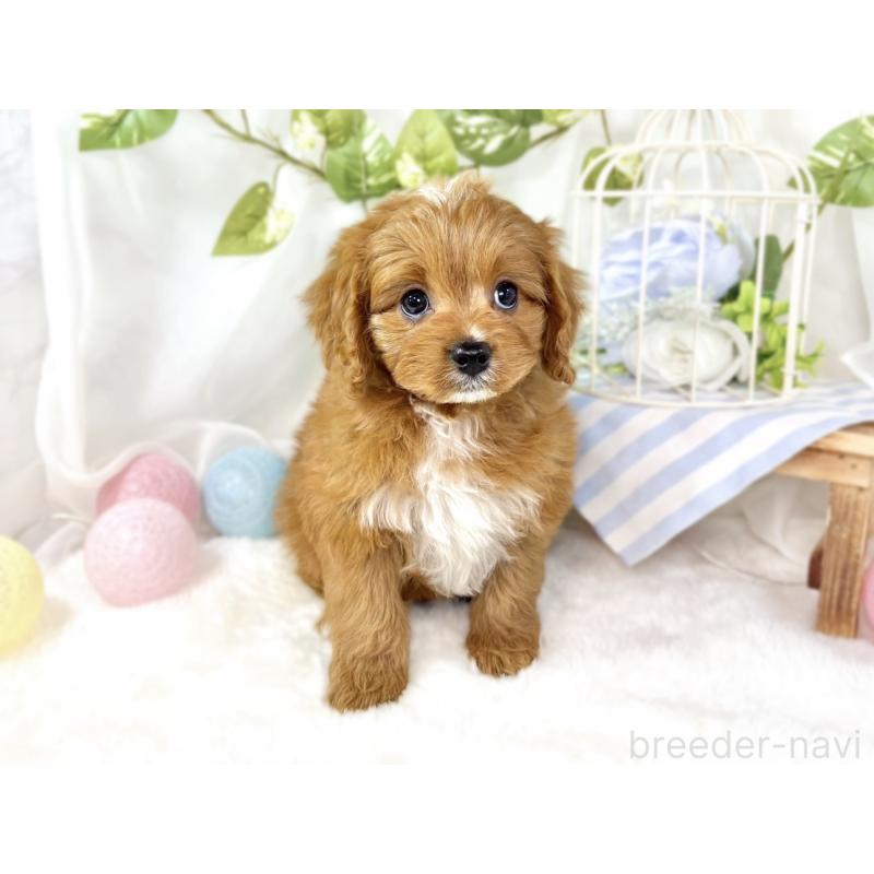 成約済の滋賀県のキャバプー:キャバリア×トイプードル-435395の4枚目