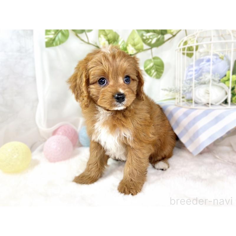 成約済の滋賀県のキャバプー:キャバリア×トイプードル-435395の3枚目