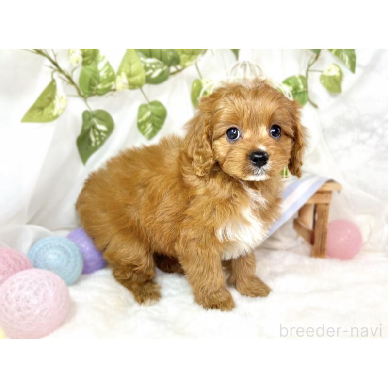 成約済の滋賀県のキャバプー:キャバリア×トイプードル-435395の2枚目