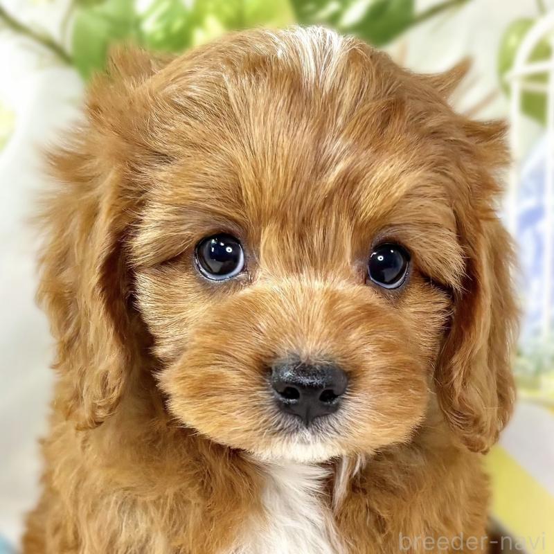 販売中の滋賀県のキャバプー:キャバリア×トイプードル-435396