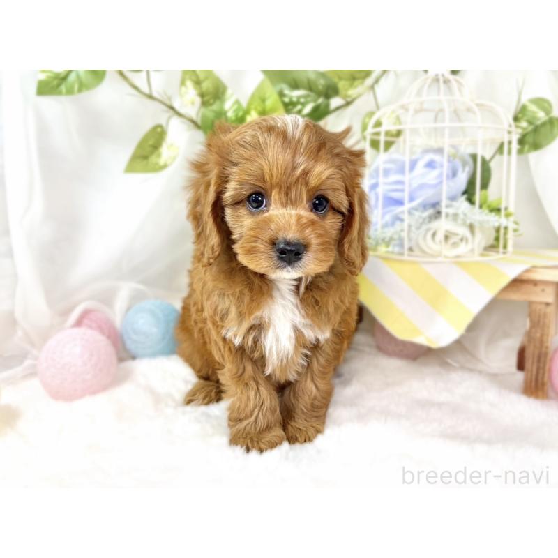 成約済の滋賀県のキャバプー:キャバリア×トイプードル-435396の4枚目