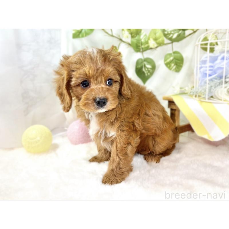 成約済の滋賀県のキャバプー:キャバリア×トイプードル-435396の3枚目