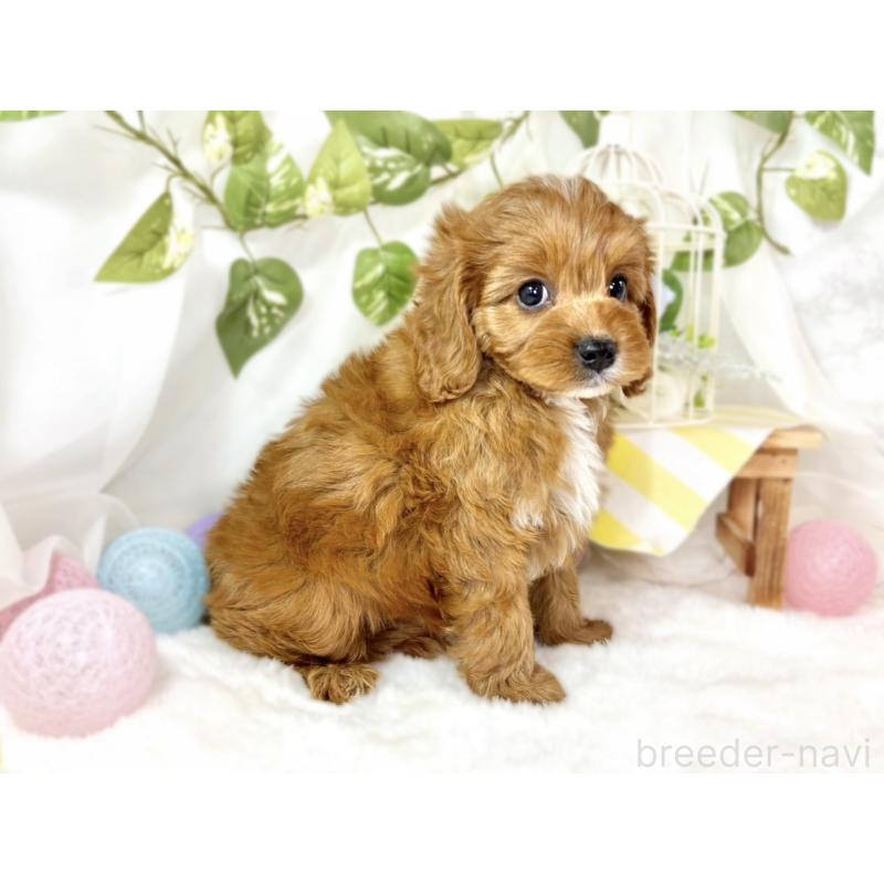 成約済の滋賀県のキャバプー:キャバリア×トイプードル-435396の2枚目