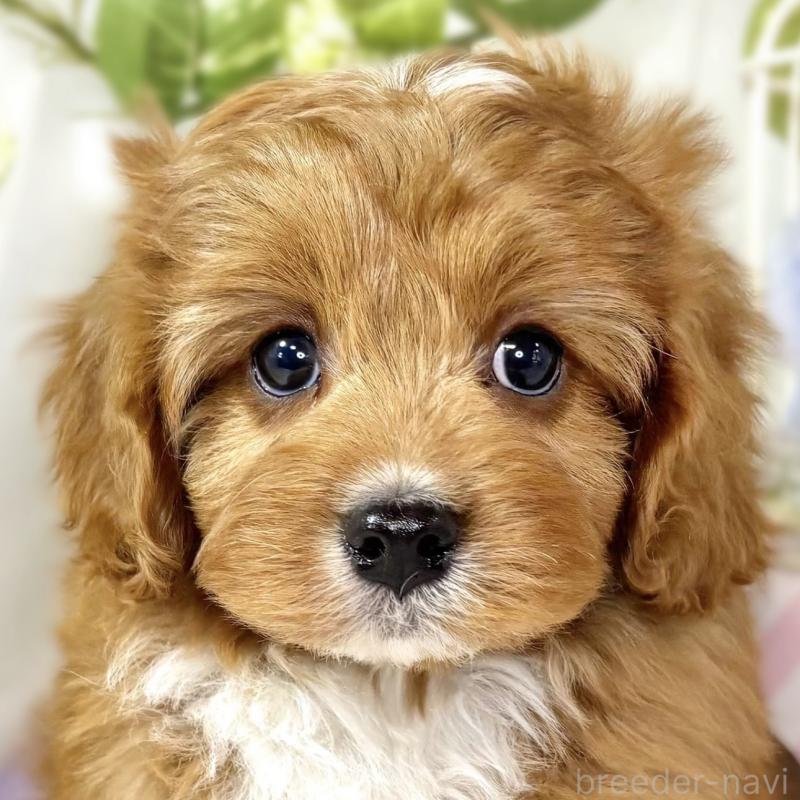 販売中の滋賀県のキャバプー:キャバリア×トイプードル-435414