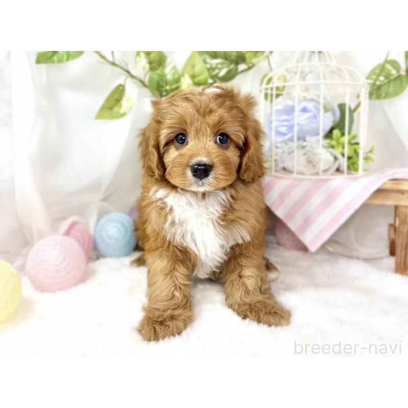 成約済の滋賀県のキャバプー:キャバリア×トイプードル-435414の4枚目