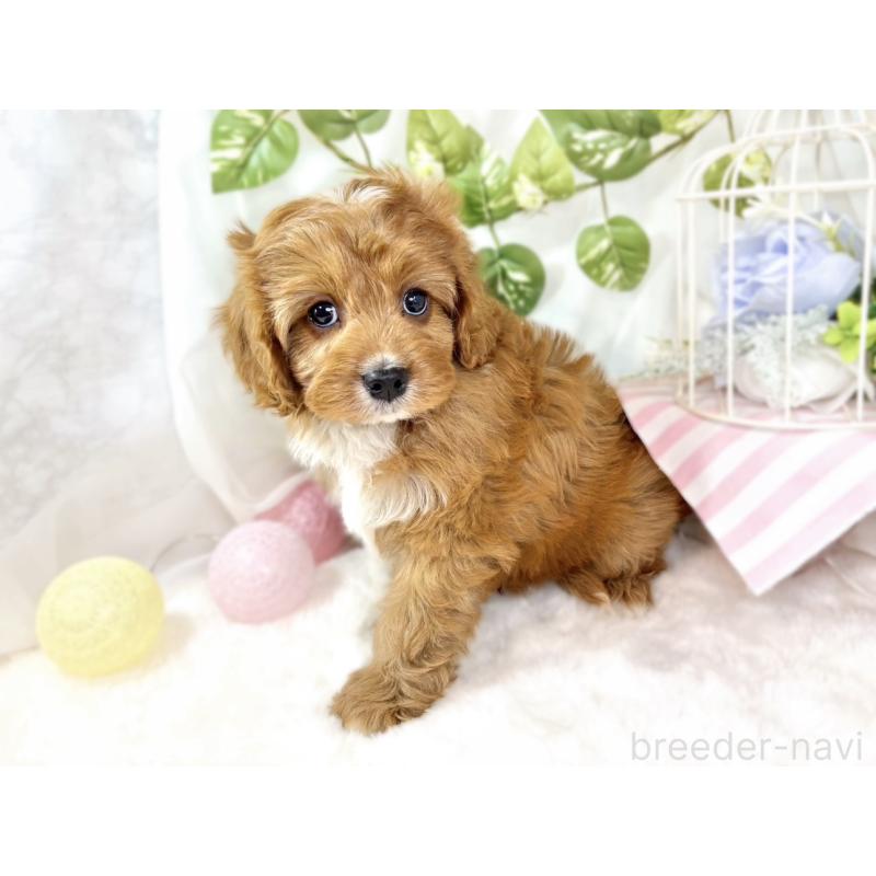 成約済の滋賀県のキャバプー:キャバリア×トイプードル-435414の3枚目