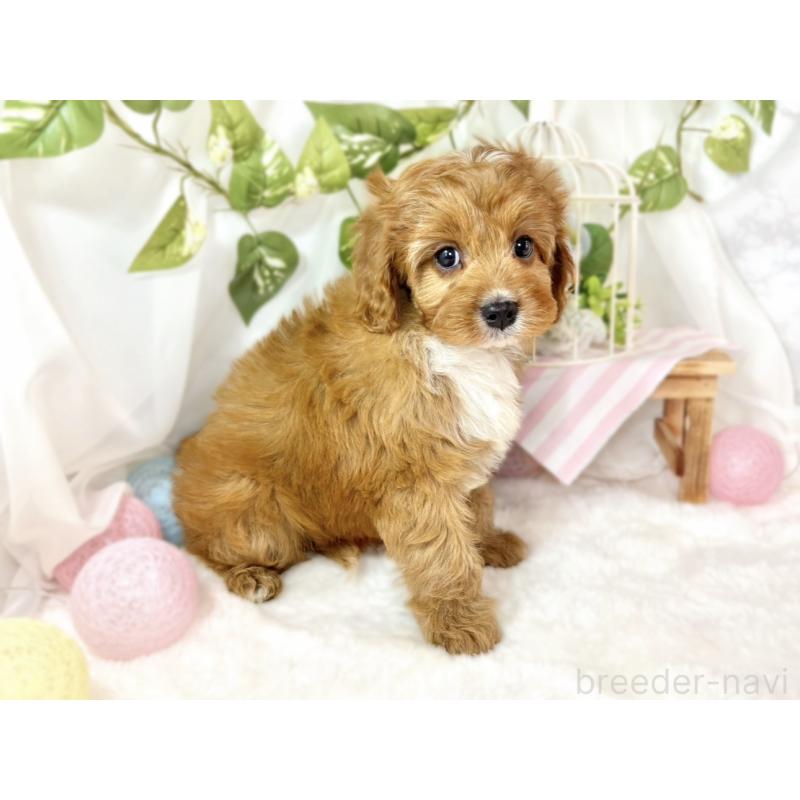 成約済の滋賀県のキャバプー:キャバリア×トイプードル-435414の2枚目