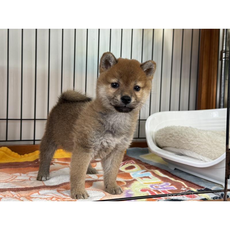 販売中の岡山県の柴犬-436747の5枚目