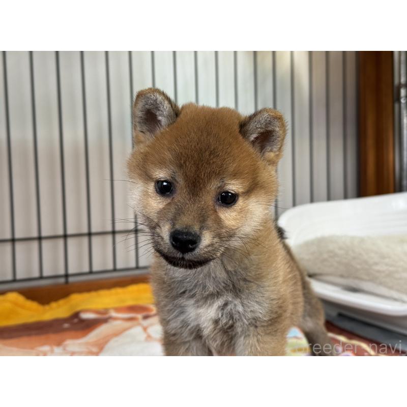 販売中の岡山県の柴犬-436747の4枚目