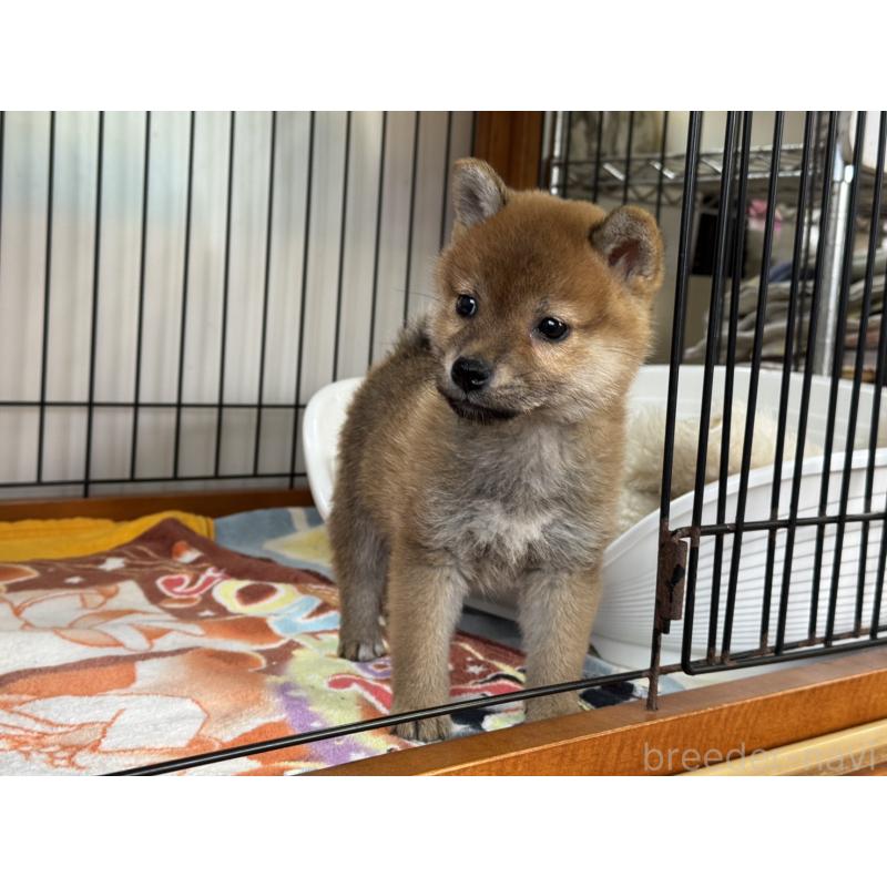 販売中の岡山県の柴犬-436747の3枚目