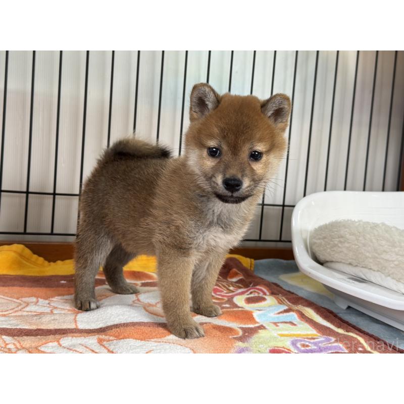 販売中の岡山県の柴犬-436747の2枚目