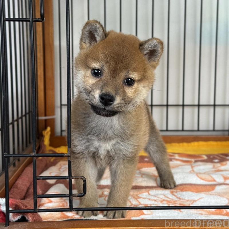 販売中の岡山県の柴犬-436747の1枚目