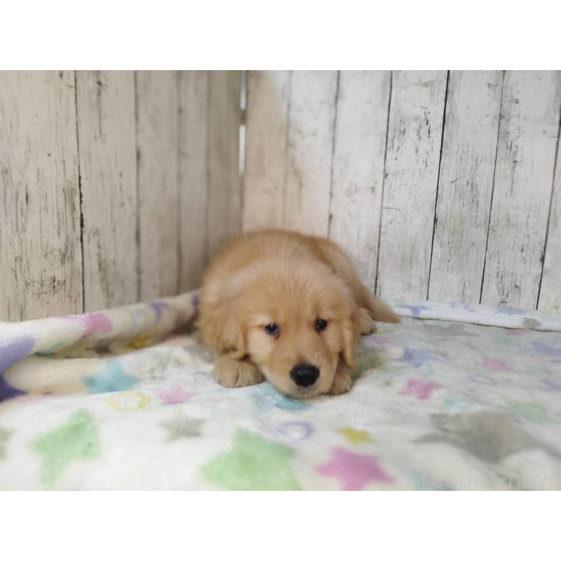 販売中の三重県のゴールデンレトリーバー-432033の5枚目