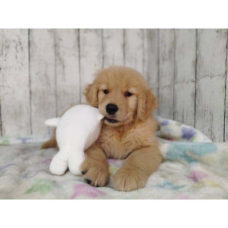 販売中の三重県のゴールデンレトリーバー-432033の4枚目