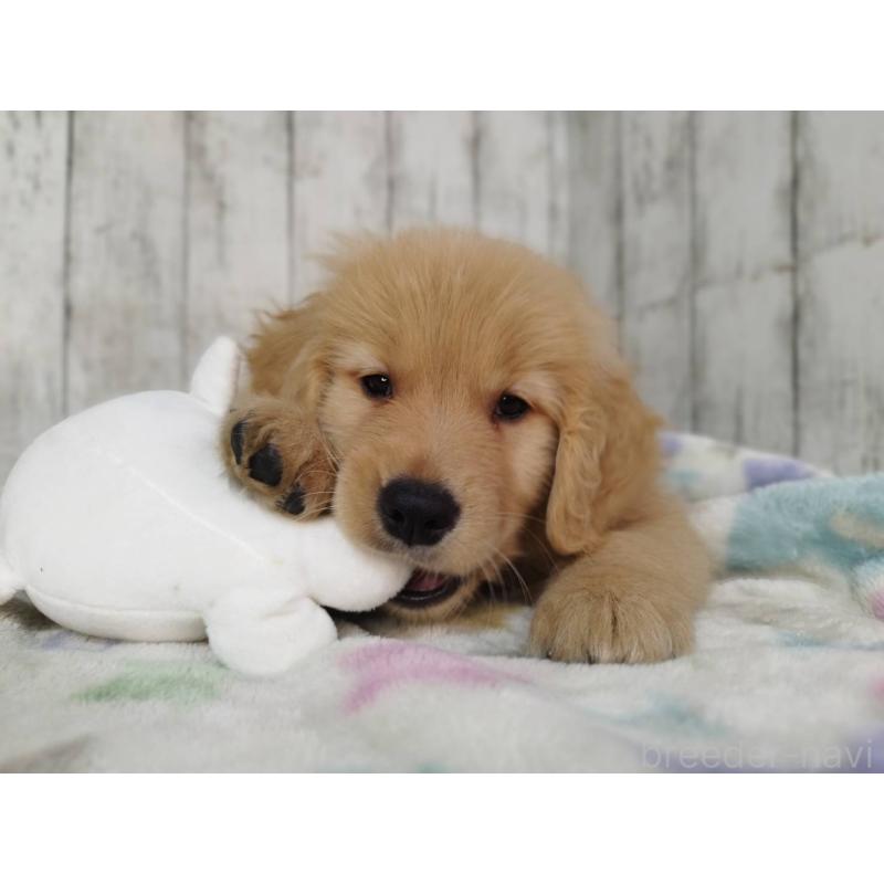 販売中の三重県のゴールデンレトリーバー-432033の3枚目