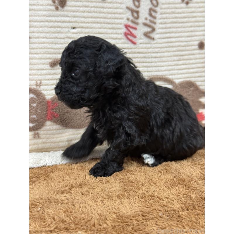 販売中の栃木県のビションプー:ビションフリーゼ×トイプードル-436748の9枚目