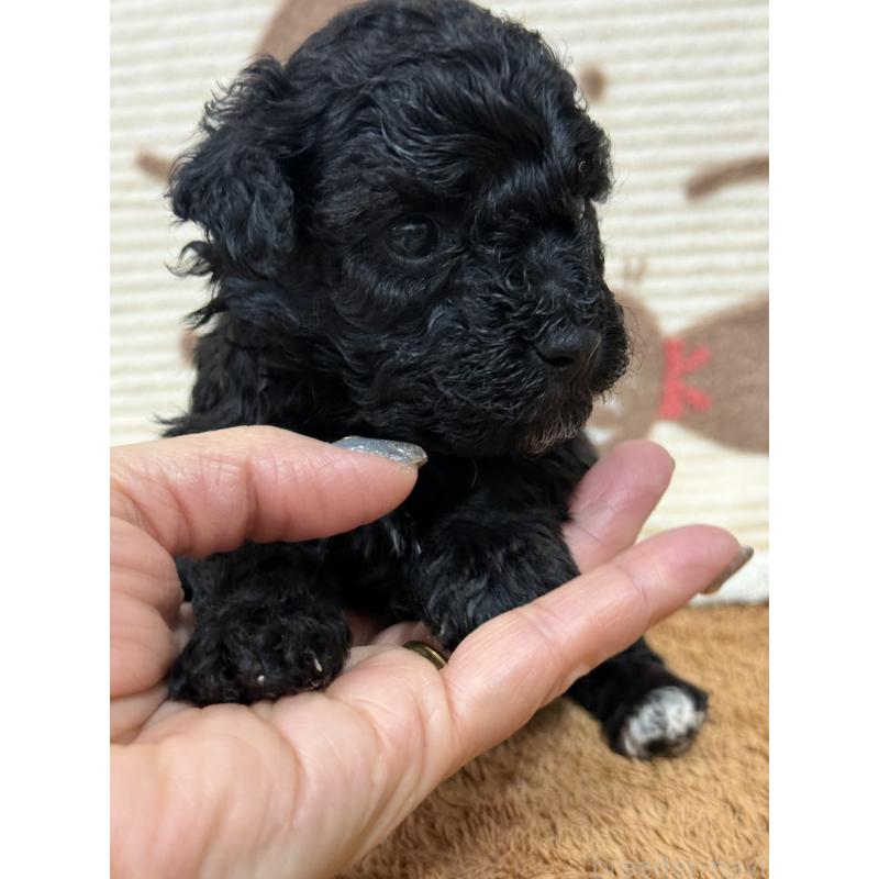 販売中の栃木県のビションプー:ビションフリーゼ×トイプードル-436748の8枚目