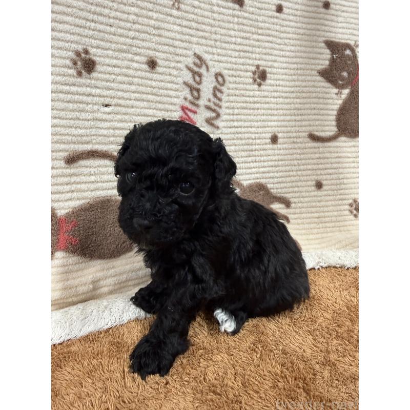 販売中の栃木県のビションプー:ビションフリーゼ×トイプードル-436748の7枚目