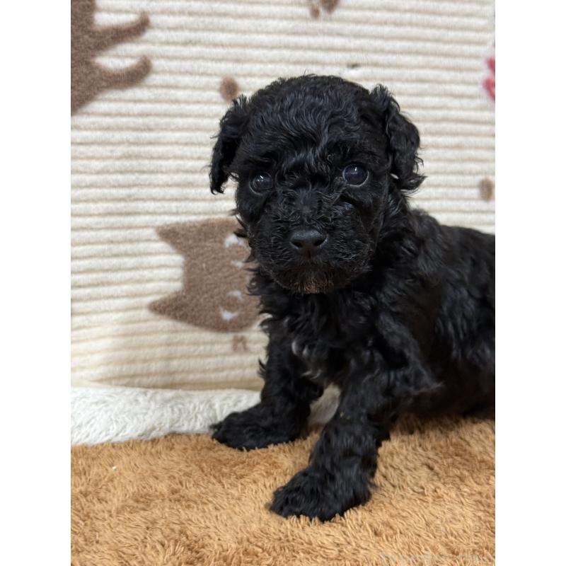 販売中の栃木県のビションプー:ビションフリーゼ×トイプードル-436748の6枚目