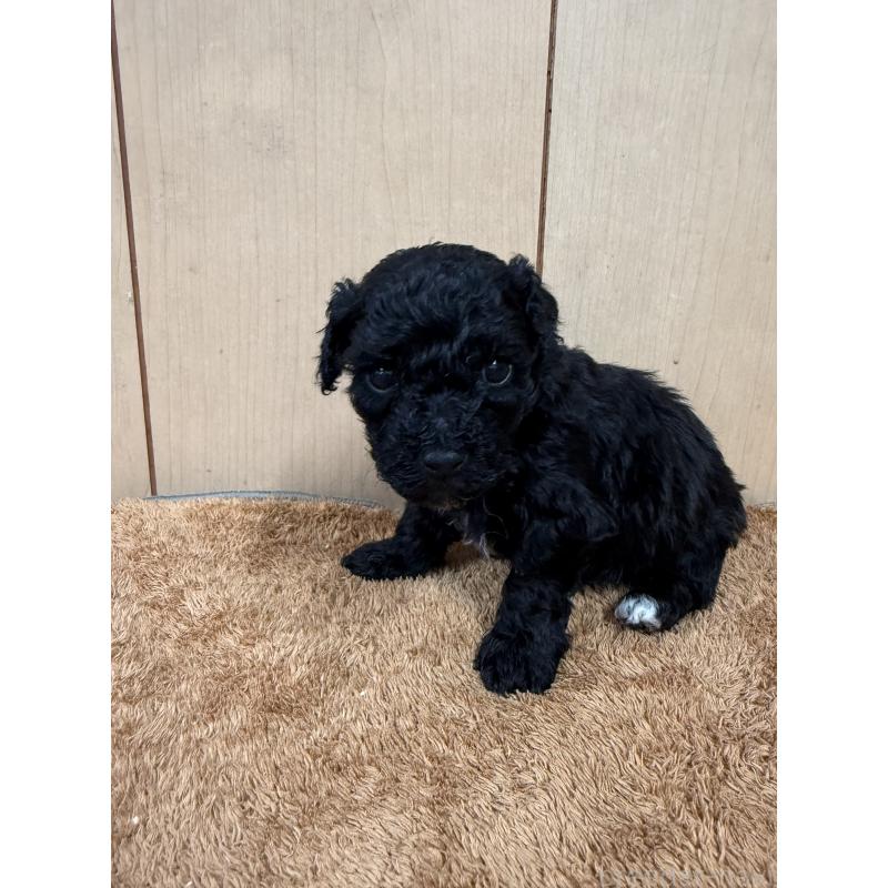 販売中の栃木県のビションプー:ビションフリーゼ×トイプードル-436748の5枚目