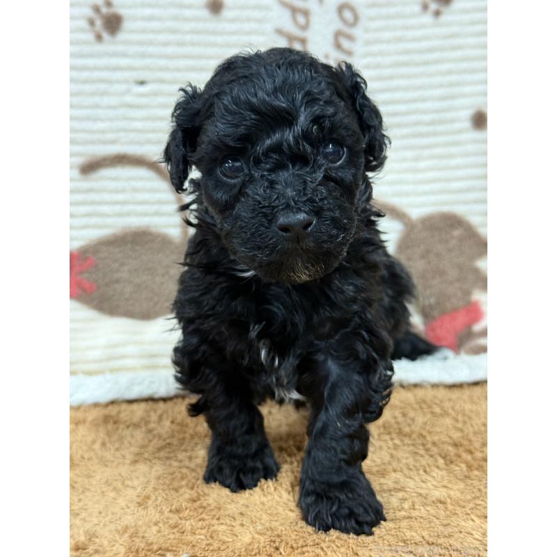 販売中の栃木県のビションプー:ビションフリーゼ×トイプードル-436748の4枚目