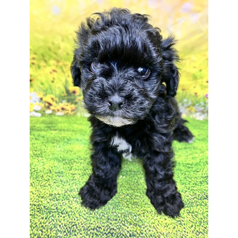 販売中の栃木県のマルプー:マルチーズ×トイプードル-436749