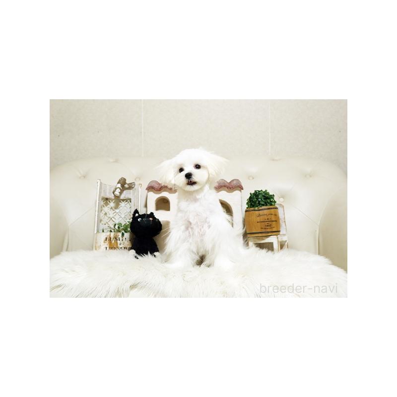 成約済の佐賀県のマルチーズ-401462の5枚目